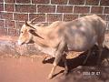 Indien 027